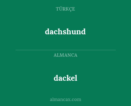 dachshund - dackel