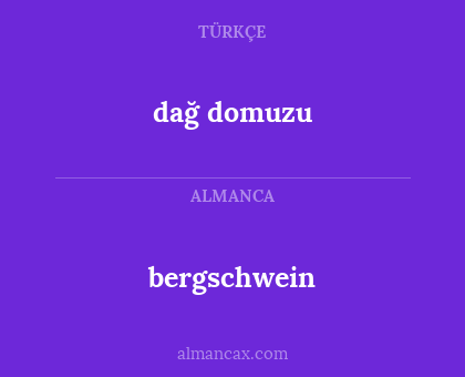 bergschwein - dağ domuzu
