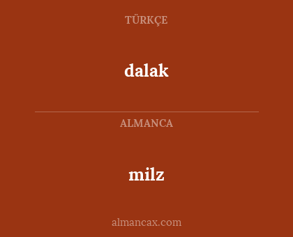 dalak - milz