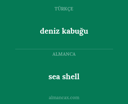 sea shell - deniz kabuğu