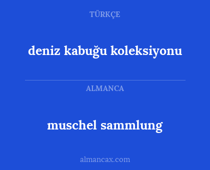 deniz kabuğu koleksiyonu - muschel sammlung