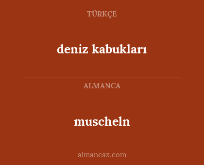 deniz kabukları - muscheln