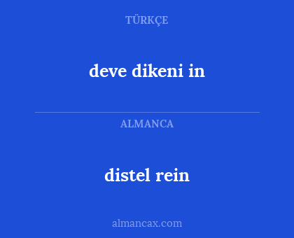 distel rein - deve dikeni in