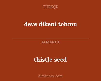 deve dikeni tohmu - thistle seed