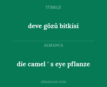 die camel ' s eye pflanze - deve gözü bitkisi