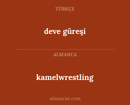 kamelwrestling - deve güreşi