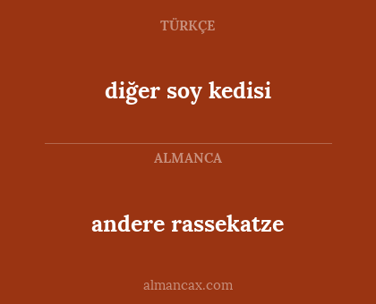 andere rassekatze - diğer soy kedisi