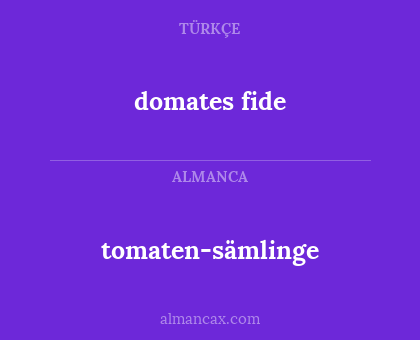 tomaten-sämlinge - domates fide