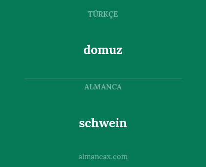 schwein - domuz