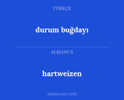 durum buğdayı - hartweizen