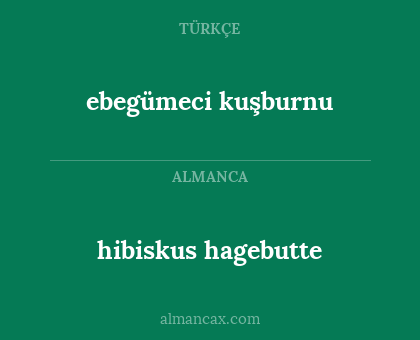ebegümeci kuşburnu - hibiskus hagebutte