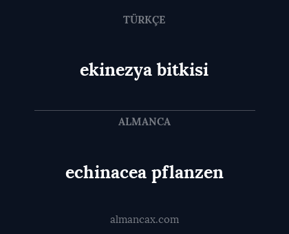 echinacea pflanzen - ekinezya bitkisi