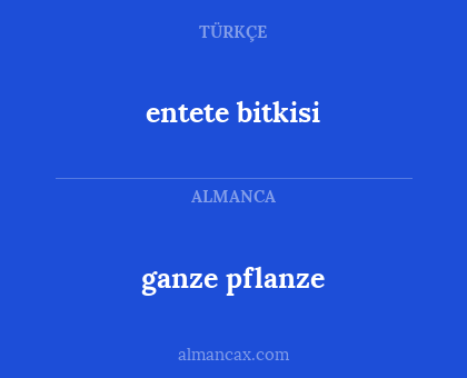 entete bitkisi - ganze pflanze