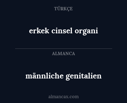 männliche genitalien - erkek cinsel organi