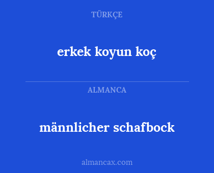 männlicher schafbock - erkek koyun koç