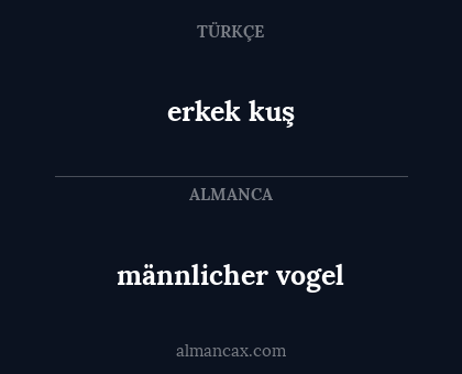 männlicher vogel - erkek kuş