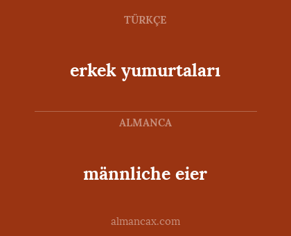 männliche eier - erkek yumurtaları