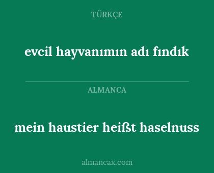 mein haustier heißt haselnuss - evcil hayvanımın adı fındık