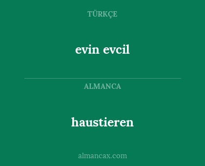 evin evcil - haustieren