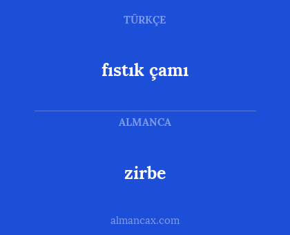 zirbe - fıstık çamı