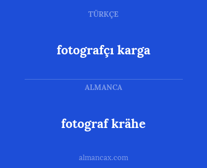 fotograf krähe - fotografçı karga