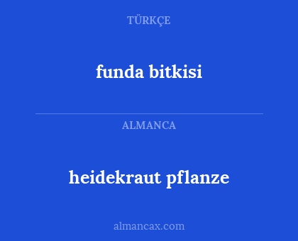funda bitkisi - heidekraut pflanze