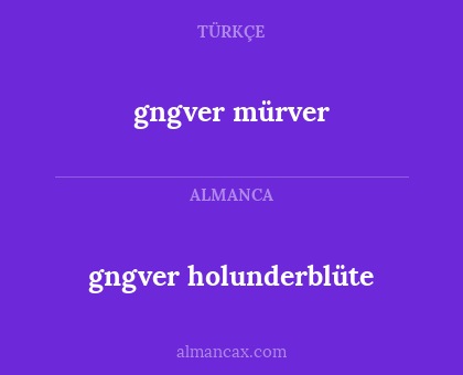 gngver holunderblüte - gngver mürver