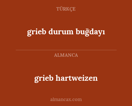 grieb hartweizen - grieb durum buğdayı