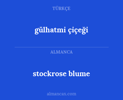 gülhatmi çiçeği - stockrose blume
