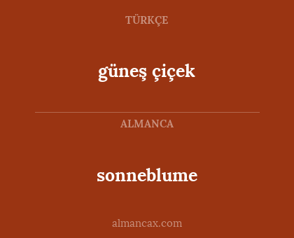 sonneblume - güneş çiçek