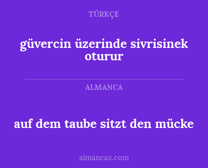 güvercin üzerinde sivrisinek oturur - auf dem taube sitzt den mücke