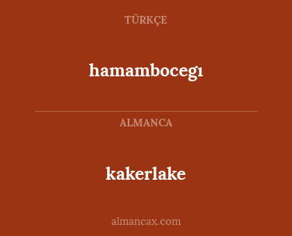 hamambocegı - kakerlake