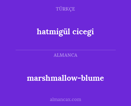marshmallow-blume - hatmigül cicegi