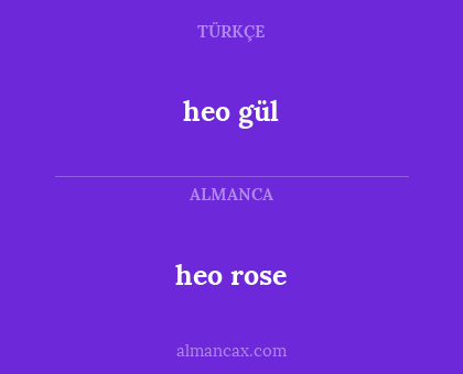 heo rose - heo gül