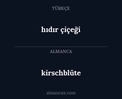 hıdır çiçeği - kirschblüte
