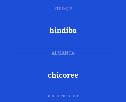chicoree - hindiba
