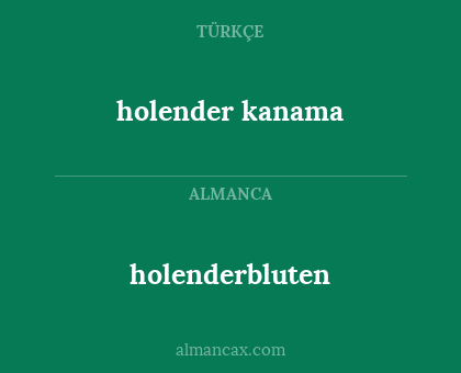 holender kanama - holenderbluten
