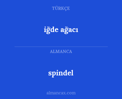 spindel - iğde ağacı