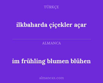 im frühling blumen blühen - ilkbaharda çiçekler açar