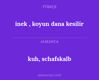 kuh, schafskalb - inek , koyun dana kesilir