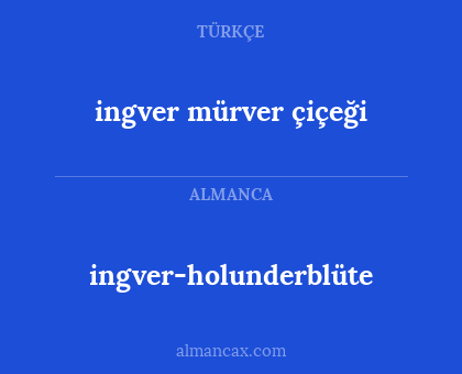 ingver mürver çiçeği - ingver-holunderblüte