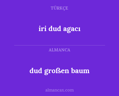 iri dud agacı - dud großen baum