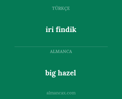 big hazel - iri findik