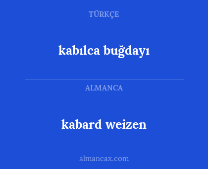 kabılca buğdayı - kabard weizen