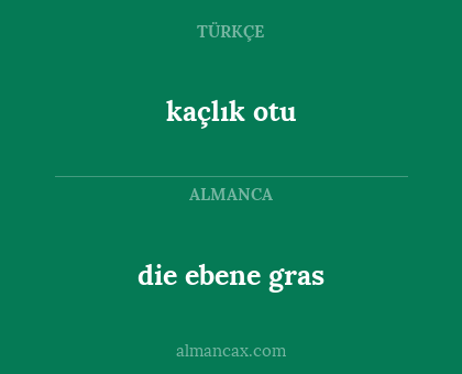 die ebene gras - kaçlık otu