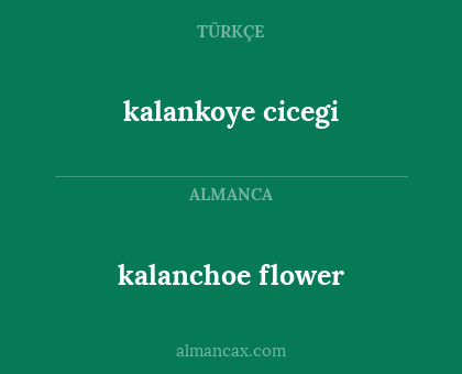 kalanchoe flower - kalankoye cicegi