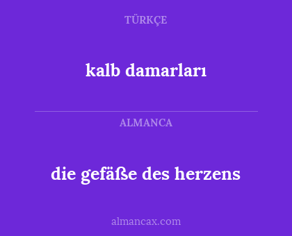 die gefäße des herzens - kalb damarları