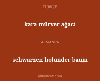 schwarzen holunder baum - kara mürver ağaci
