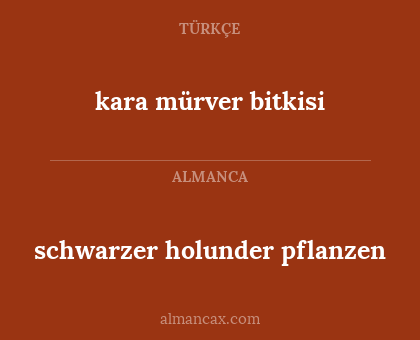 schwarzer holunder pflanzen - kara mürver bitkisi
