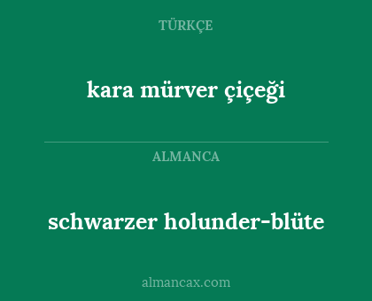 schwarzer holunder-blüte - kara mürver çiçeği